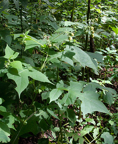 entire plant
